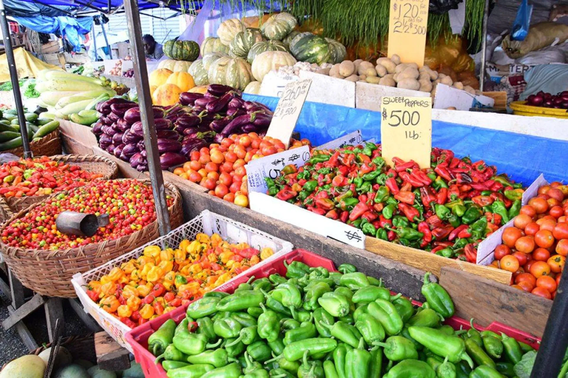 فقط یک کشور در دنیا غذای کافی برای تامین نیازهای خود را تولید می‌کند