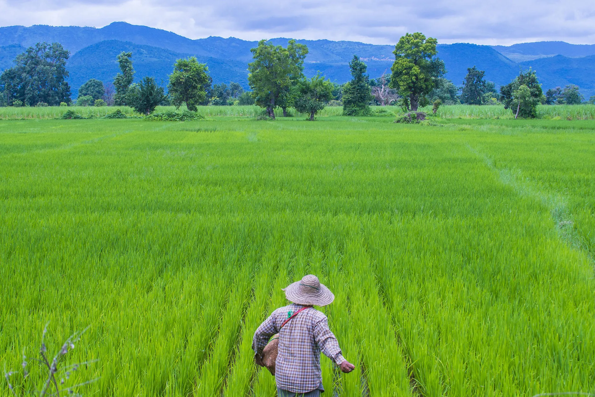برنج سمی در سایه تغییر اقلیم؛ غذای محبوب بشر در حال تبدیل‌شدن به تهدیدی جهانی است